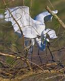 Breeding Egrets_45558